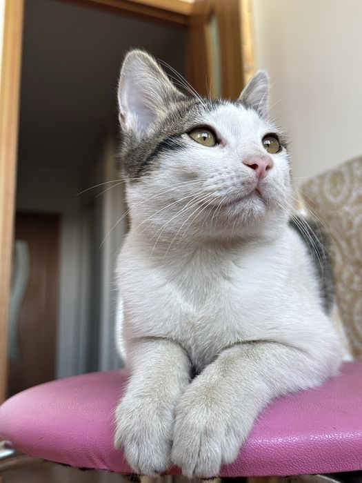 Котенок, мальчик