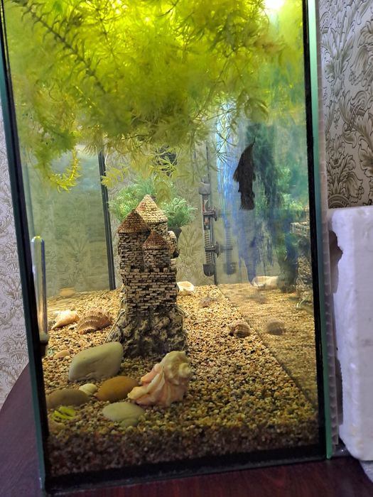 Рыбки с аквариумом