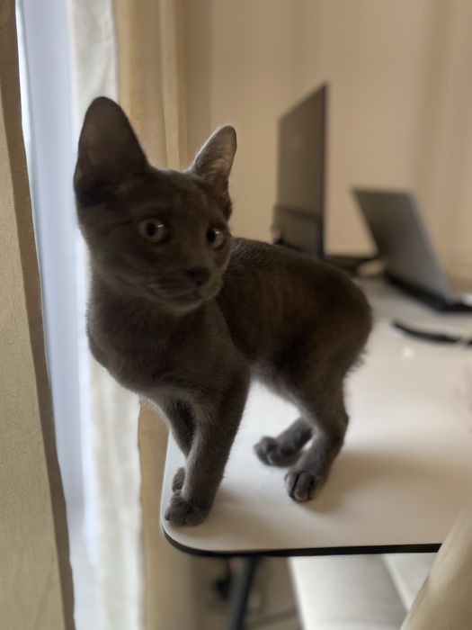 Pui baiețel Albastru de Rusia