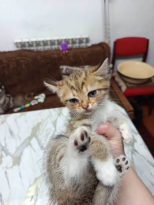 Отдам котят в добрые руки