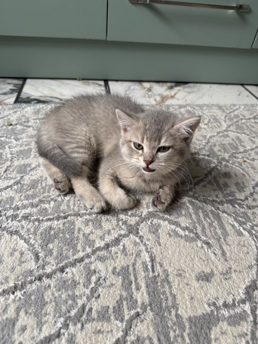 Котенок пародистый