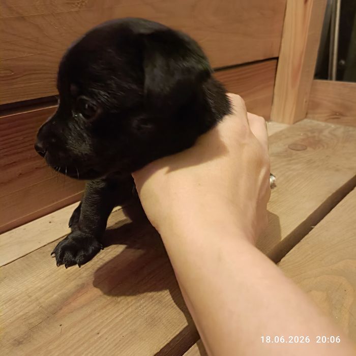 Чихуахуа  продаем
