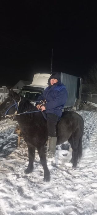 Қара айғыр сатылады 5 ті шығар