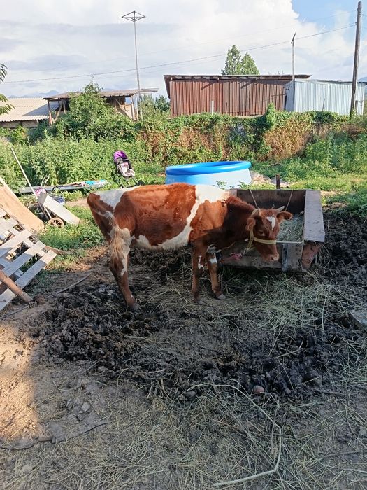 Продам телку возраст год