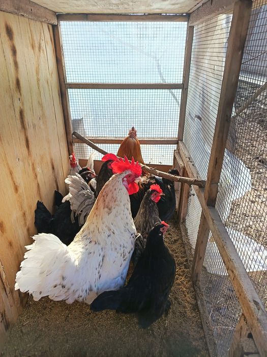 Питухи и японские куры