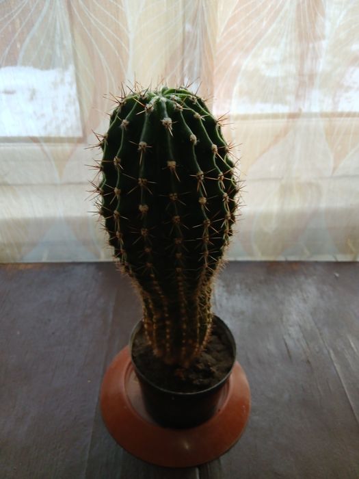 Продам цветы комнатные