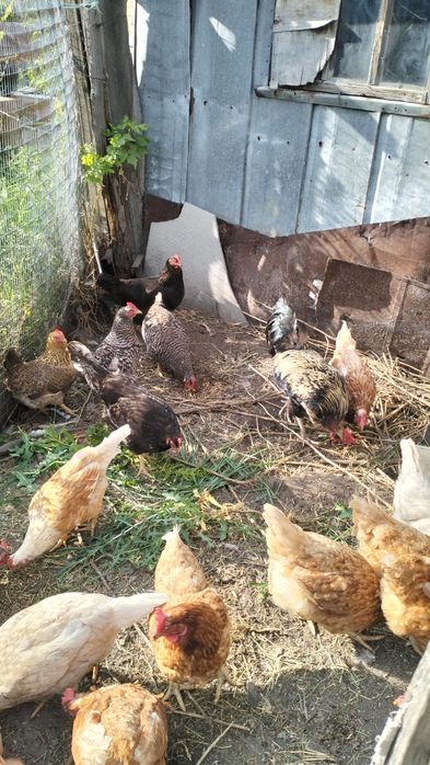 Продам домашних курей и Ломан Браун