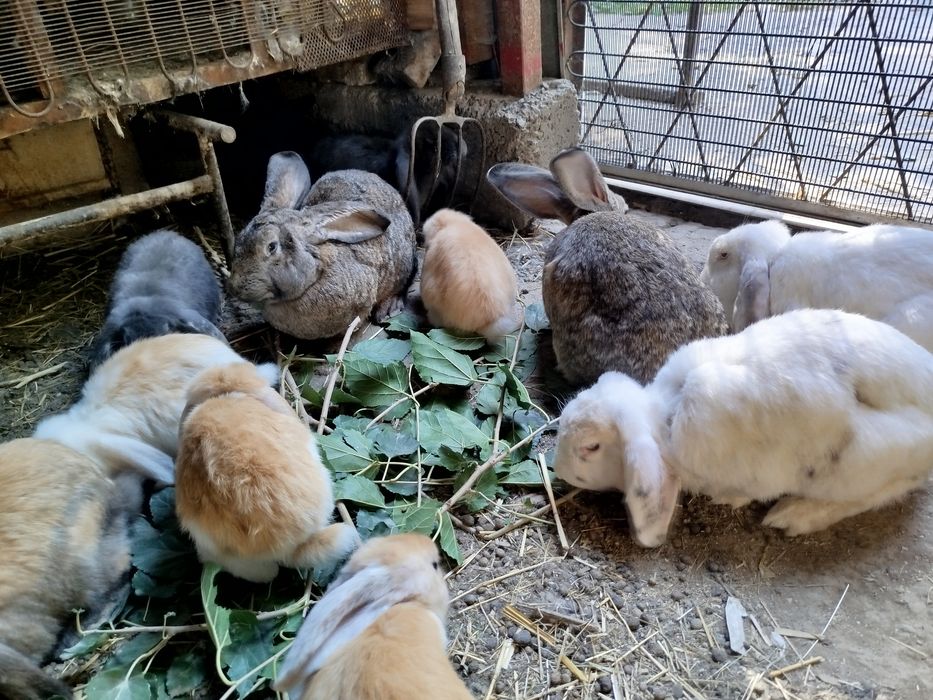 Продам кроликов 9 самок 2 самаца и малыши