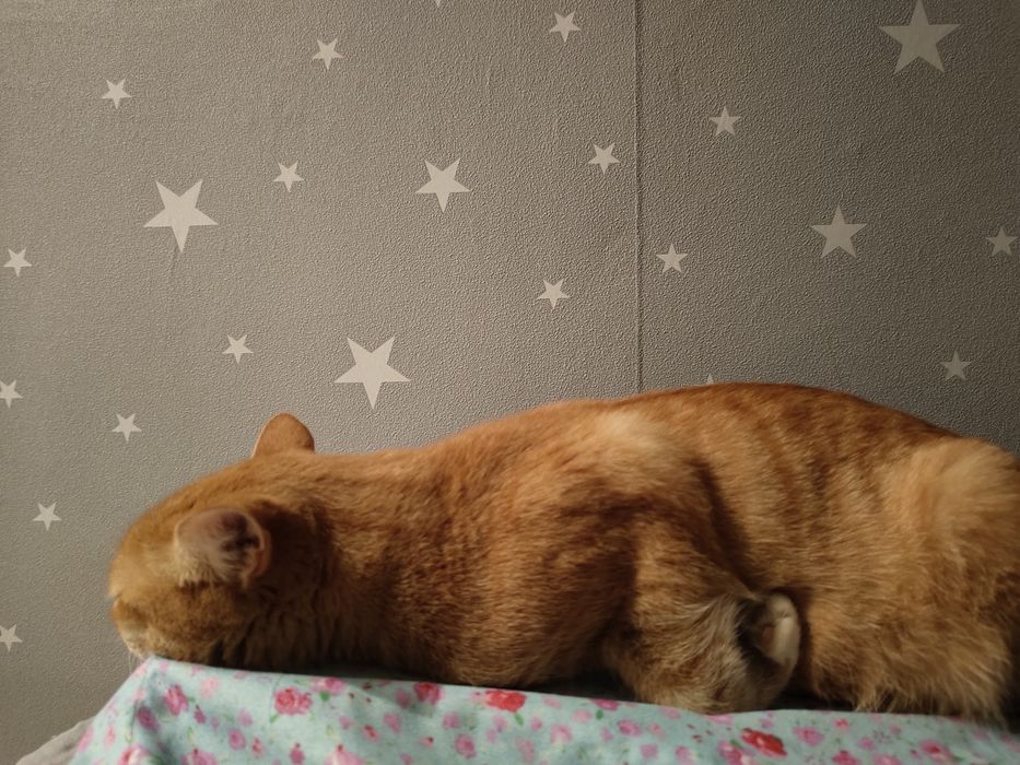 Кошечка в добрые руки