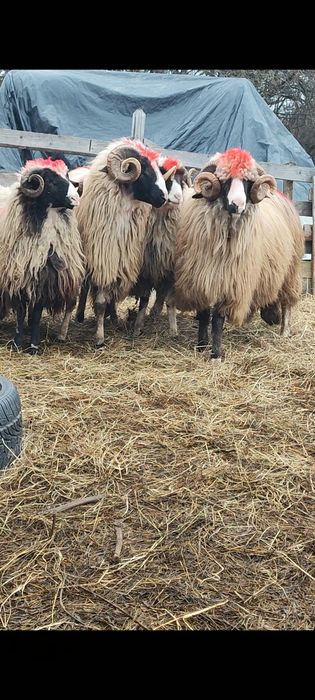 De vânzare berbeci și cârlani!