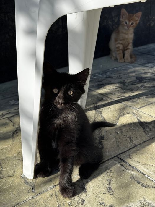 Котенца на 2 месеца