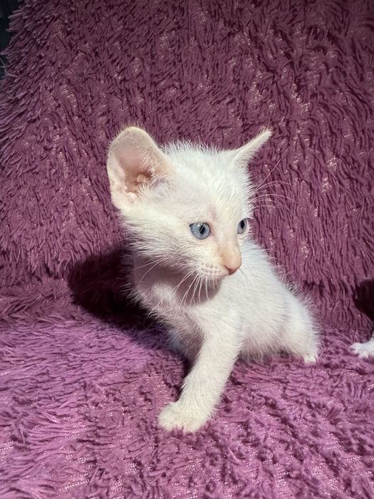 котята сфинксы 3