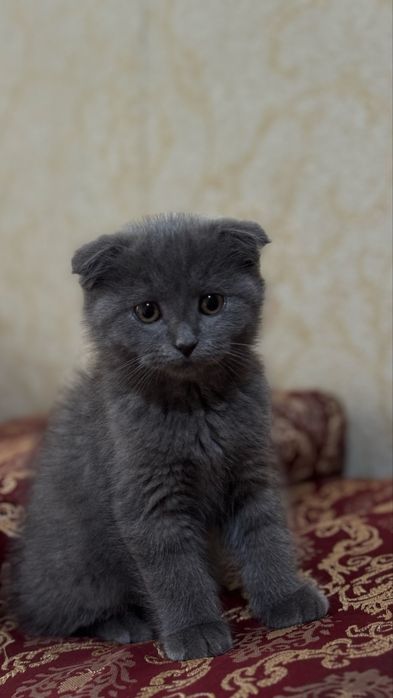 Скотиш фолд мушукча