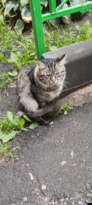 Отдадим кота в добрые руки