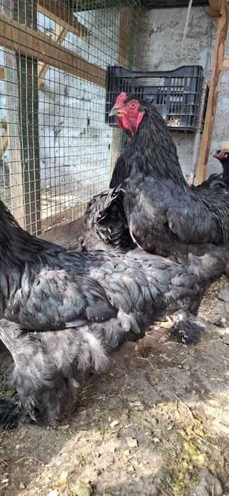 Куры брамма Инкубационое яйцо