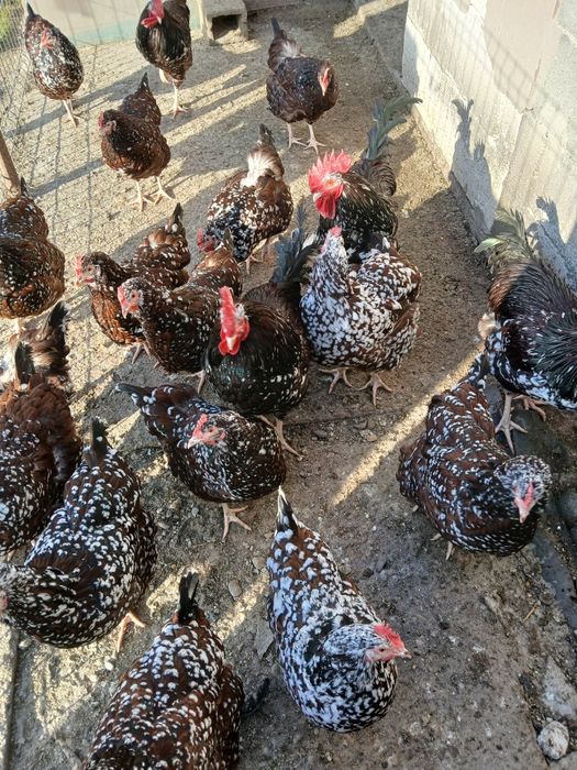 Vind gaini și cocoși sussex porțelan