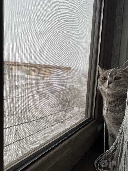 Кошка, отдаю даром в хорошие руки