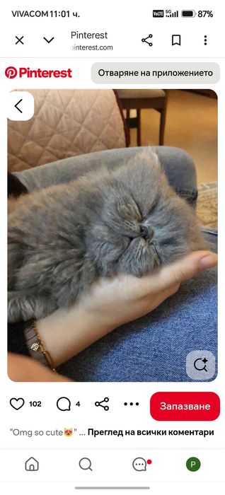 Сладки персийски котета