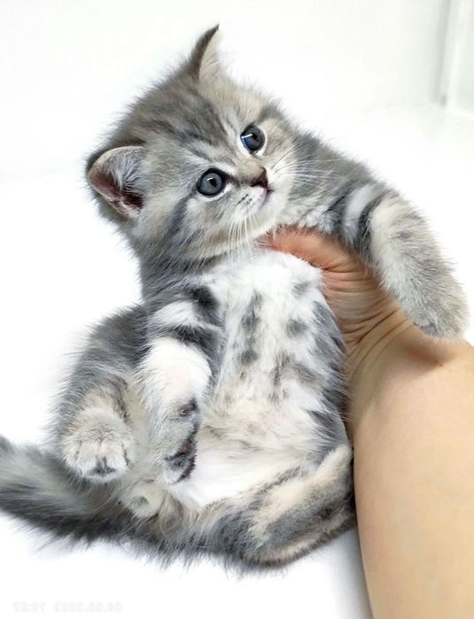 Роскошные котята