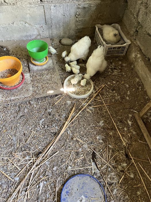 Щолк товук жужалар сотилади