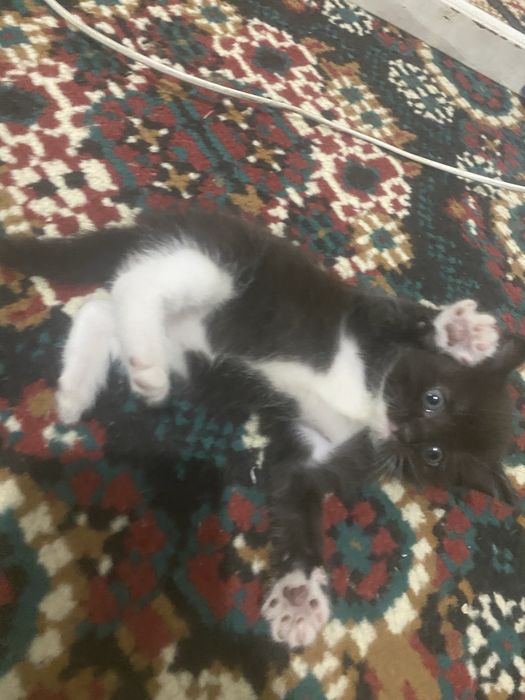 Котенок девочка отдам в хорошие руки.