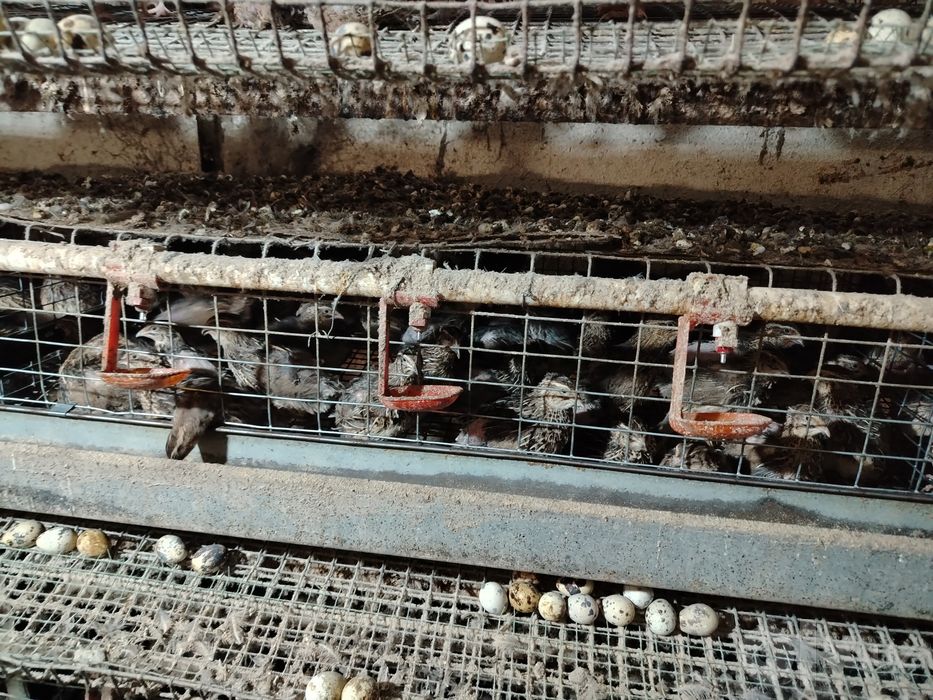 Bedana setkalar sotiladi hamasi yangi setka 20mingta bedona sigadigan