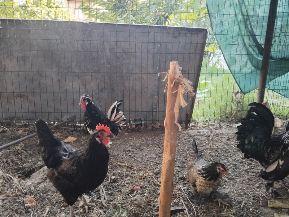 Yaponcha tavuqlar sotiladi
