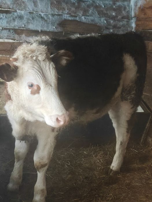 Продам бычка 500000