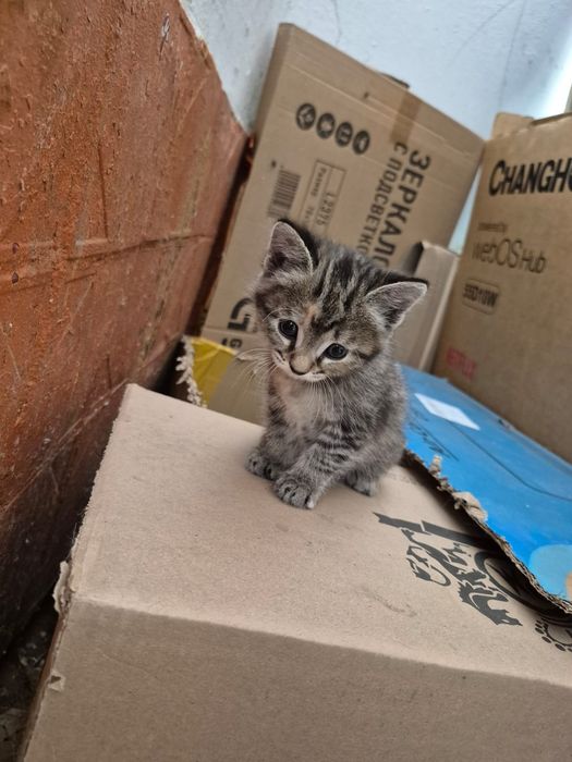 Котенок ищет дом