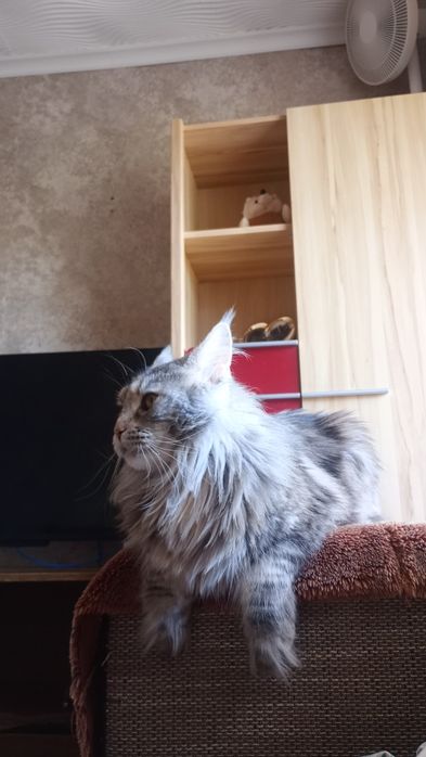 Продам котёнка Мэйн Кун