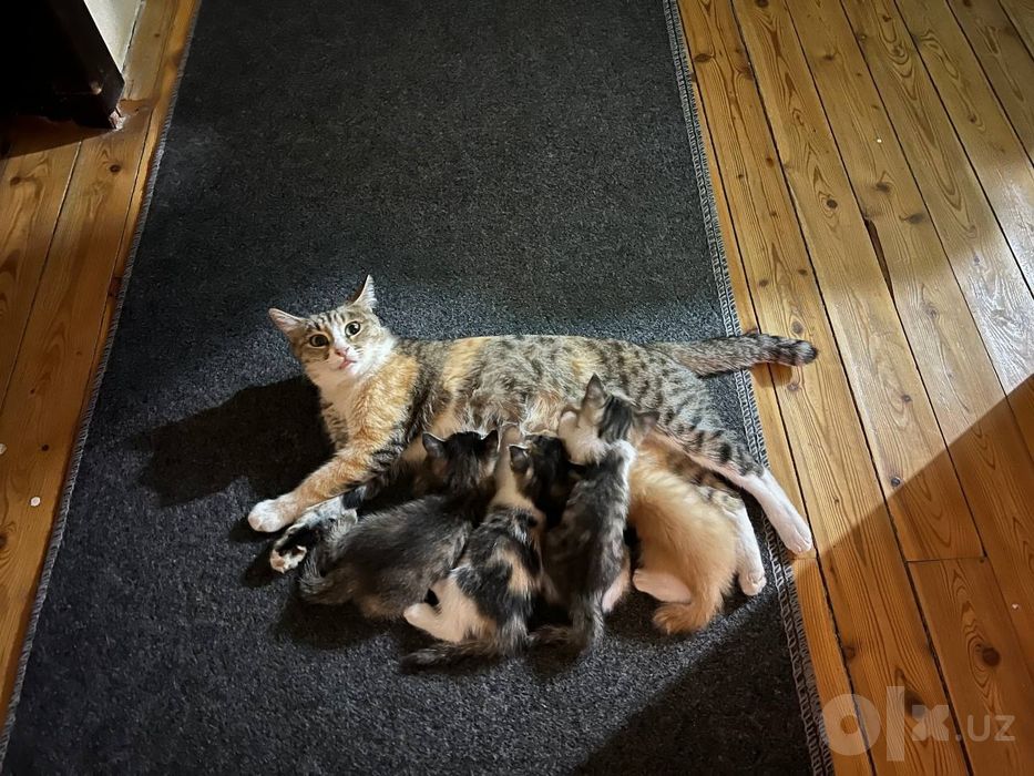 Одам даром в хорошие руки новорождённых котята все чистие красивые