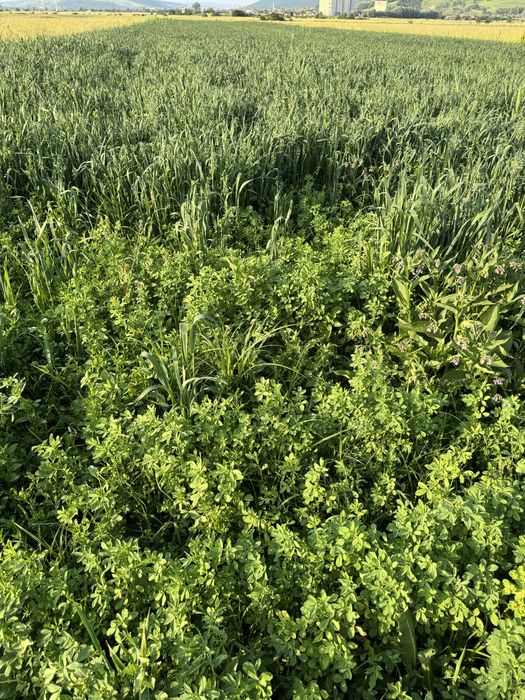 Baloti Lucerna și Lucernă cu Ovăz