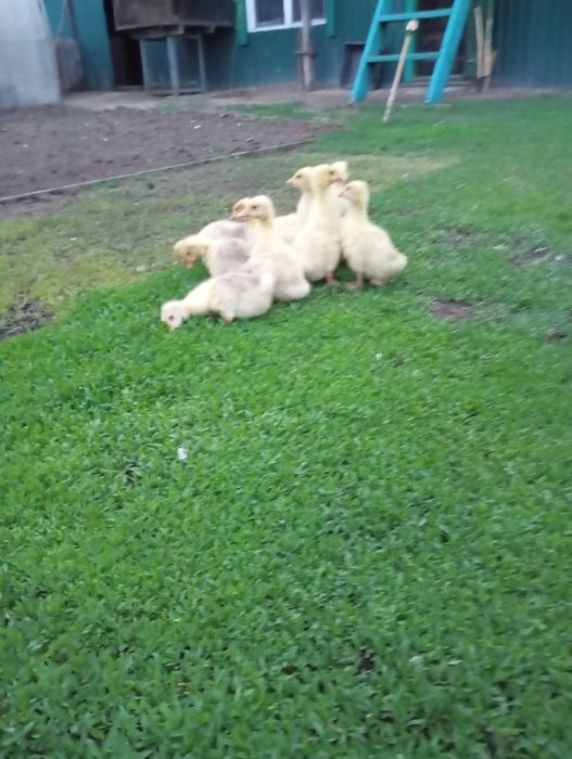 Продается гусята