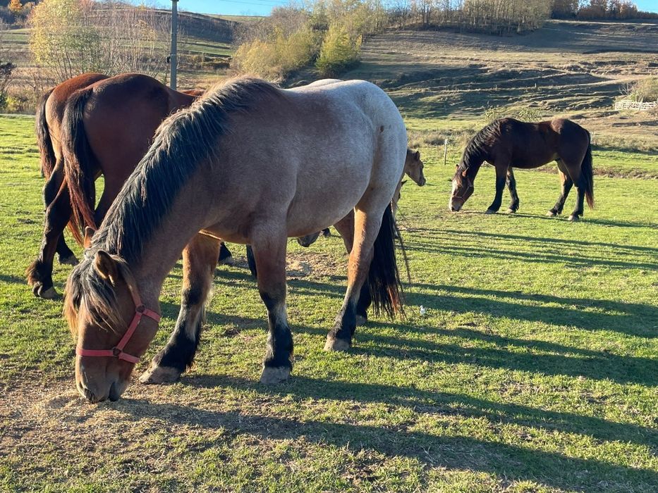 Mânz și mânzat de doi ani jumate cu mânz de o luna