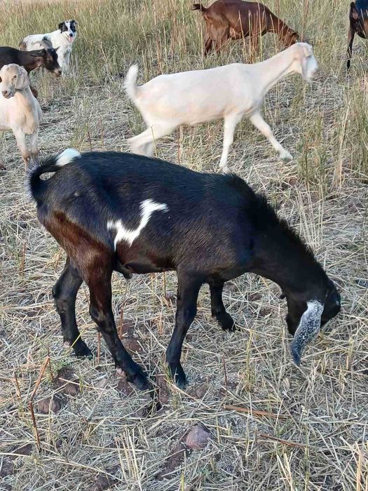 Продавам кози в с. Гълъбник