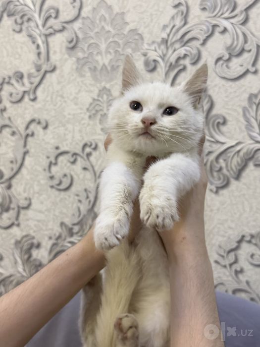 Продается пушистый котята