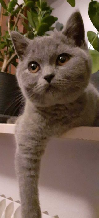 Британски котарак