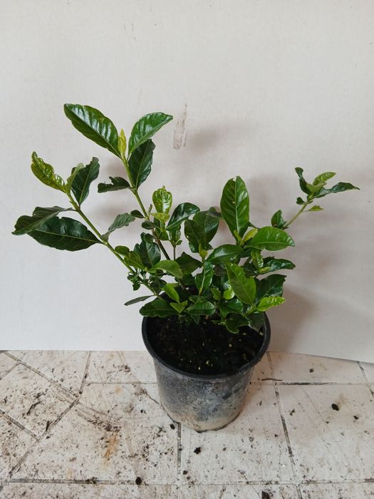 Гарденията (Gardenia jasminoides)