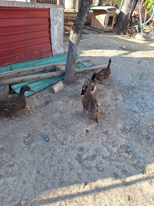 Familie de rate formată