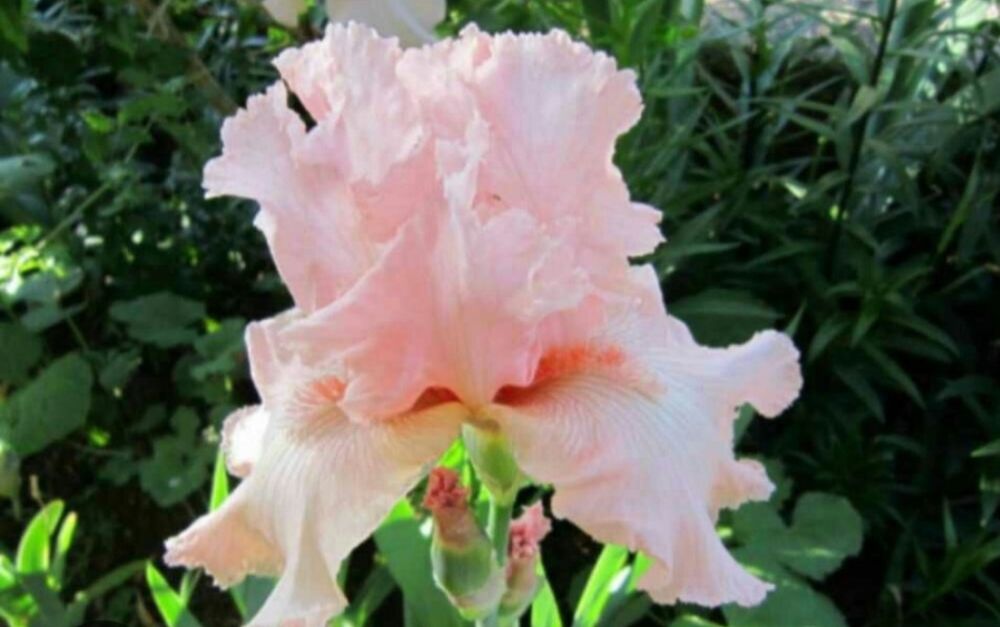 Ирис/Перуника за вашата градина