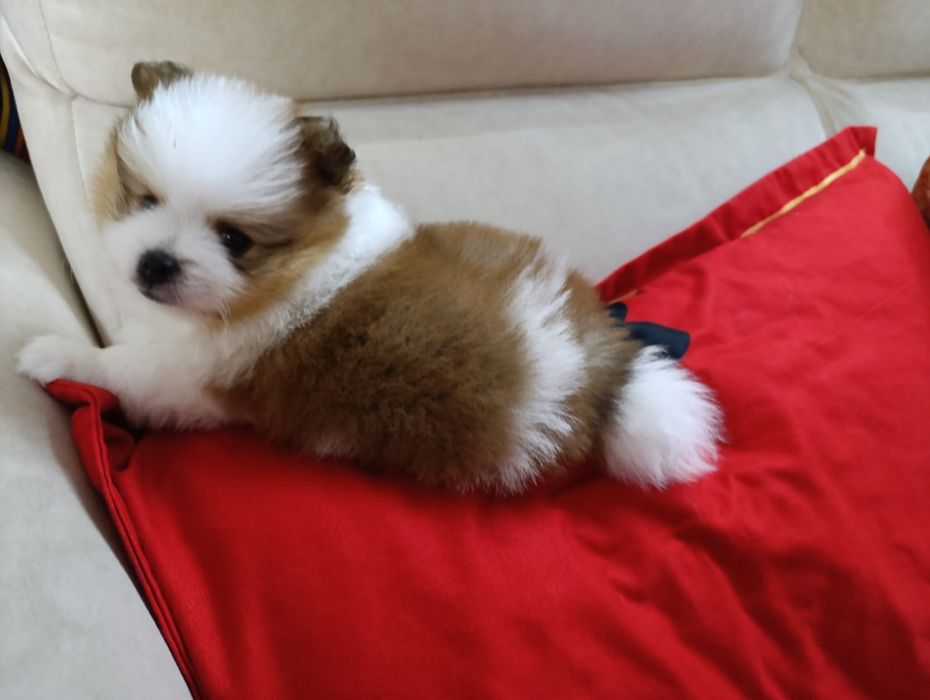 Продам щенка шпица.