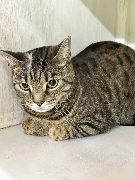 Кот - метис бенгала в добрые руки