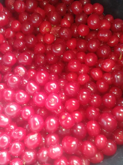 Продам вишню свежую