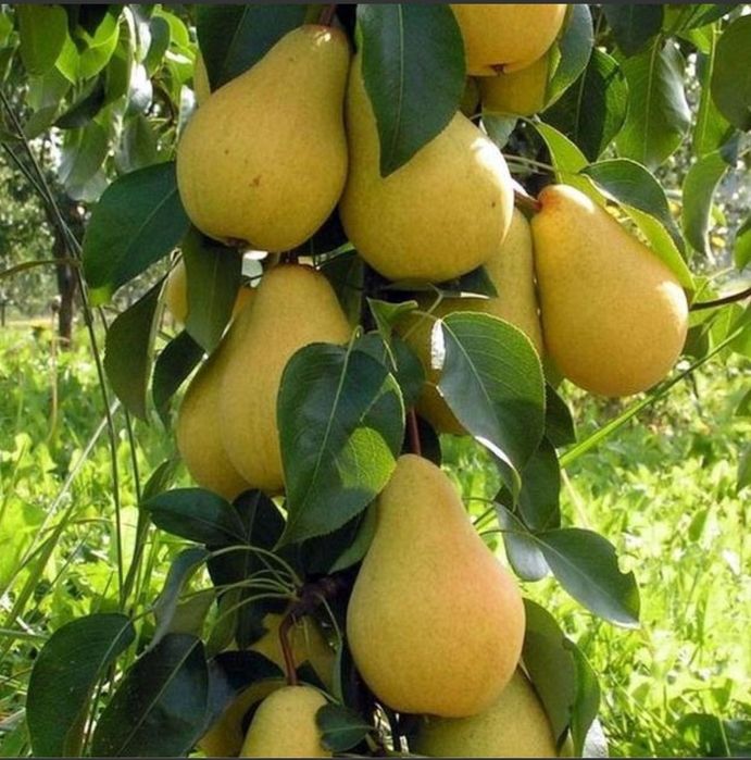 Саженцы Петропавловск