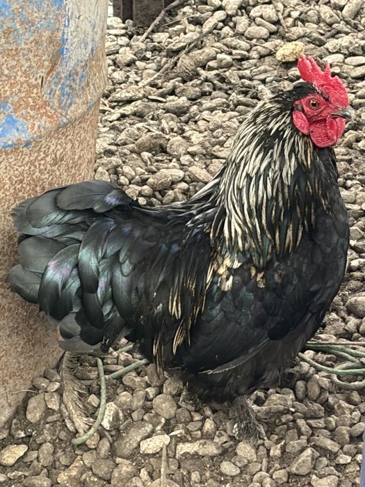 Cocosi pitici tineri