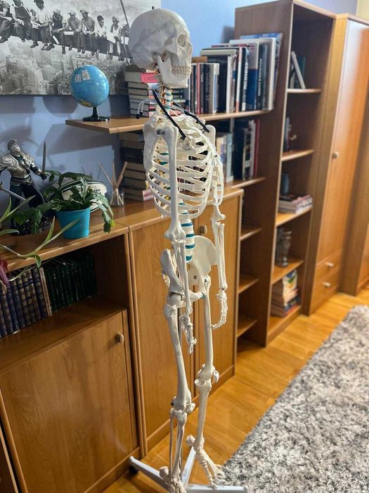 Schelet uman complet – Mărime naturală, 178 cm – Membre detaşabile