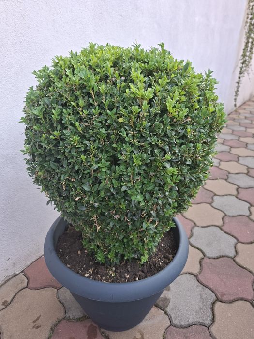 Vand 2 Buxusi   ornamentali  la ghiveci mare