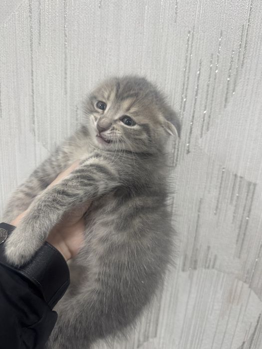 продам котят шотландцы