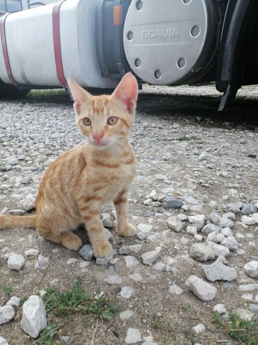 Котенца  - Подарявам Шепичка Любов