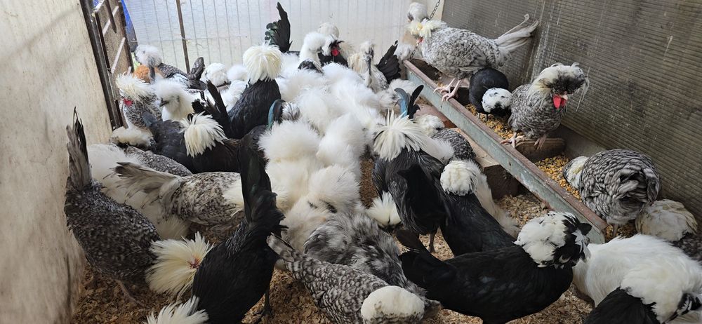 Motata olandeza și matase japoneză